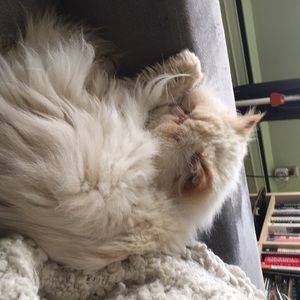 Meet your Posher, Bridgett